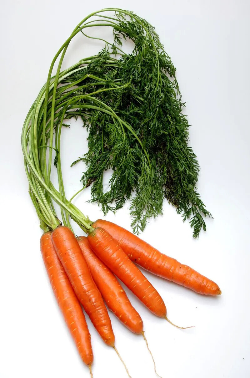 Семена моркови Болеро F1 АГРОФИРМА ПАРТНЕР 0,5 г (4600707501280) - Фото 3
